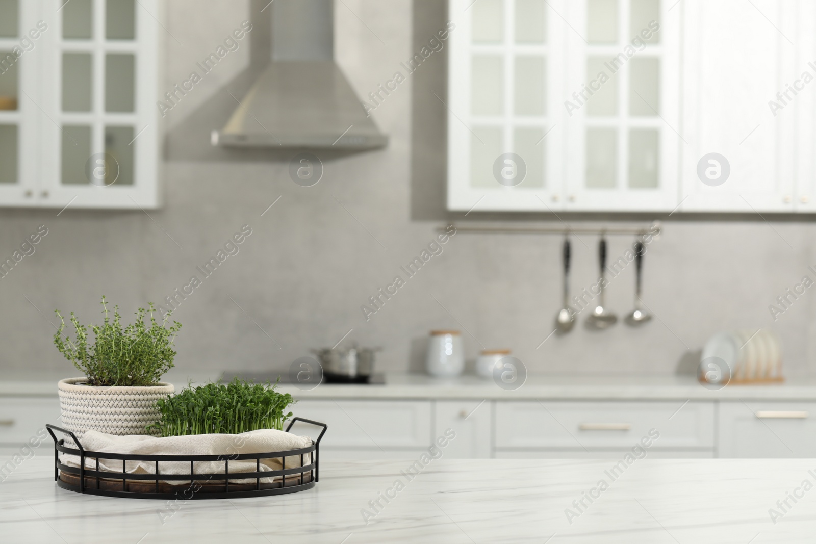 Photo of Beautiful potted microgreens on white table in kitchen, space for text