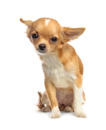 Photo of Cute small Chihuahua dog on white background