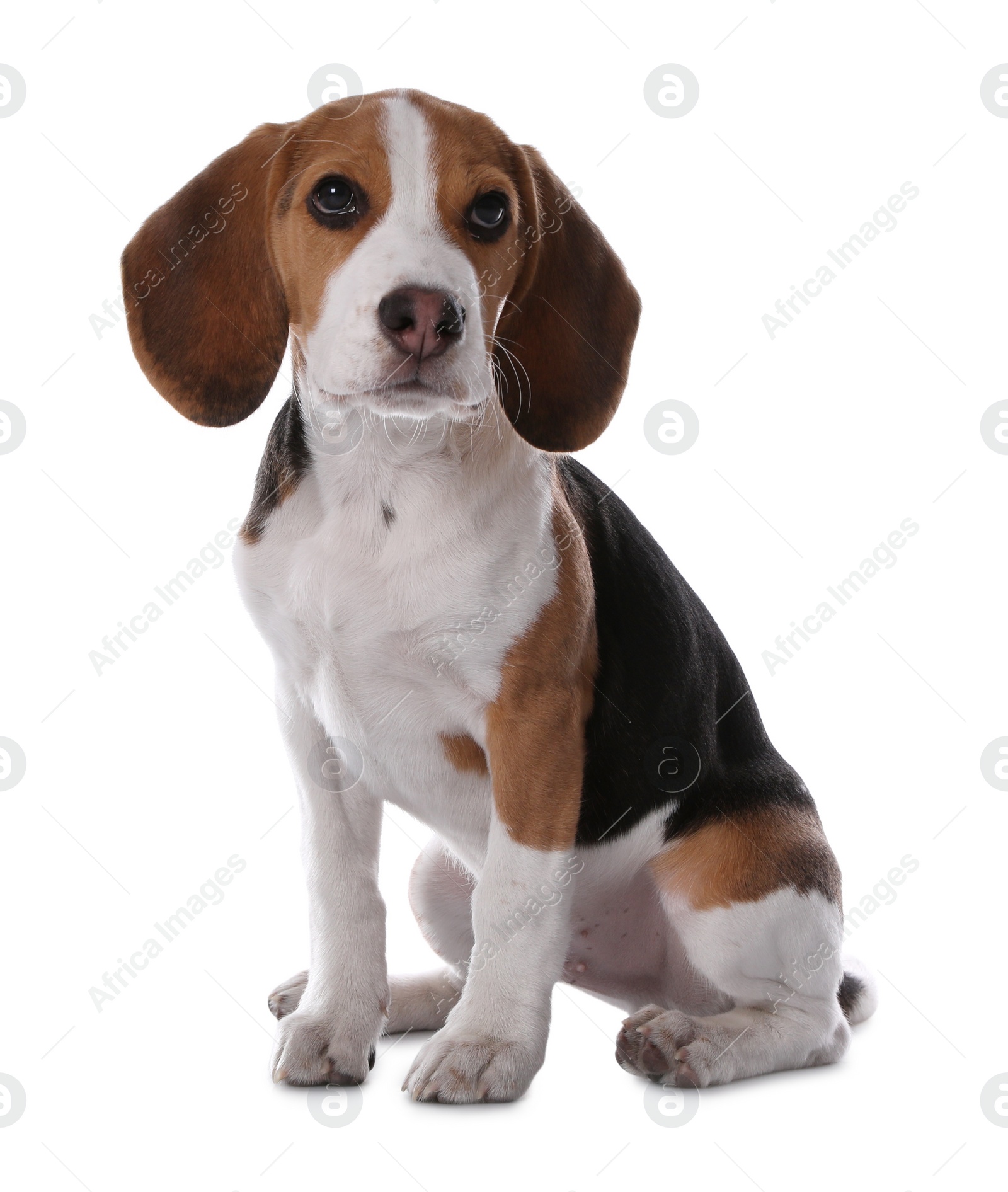 Photo of Cute Beagle puppy on white background. Adorable pet