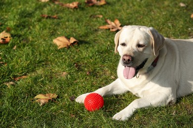 Yellow Labrador with ball lying on green grass outdoors. Space for text