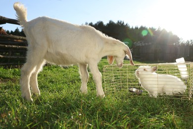 Photo of Cute fluffy rabbit and goat outdoors on sunny day. Farm animals