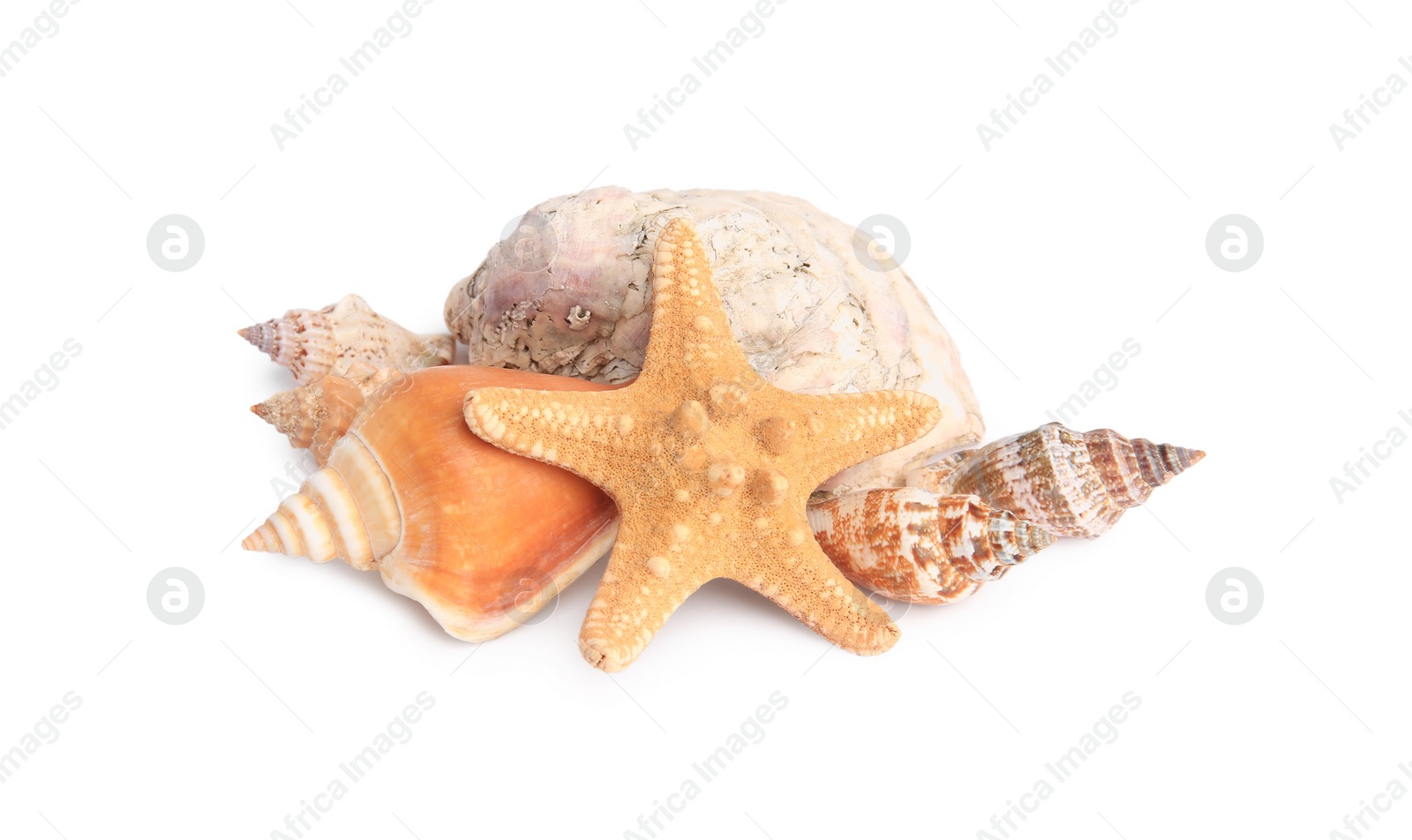 Photo of Beautiful sea star and shells isolated on white