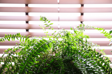 Photo of Closeup view of beautiful plant near window. Home decor