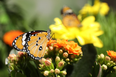 Photo of Beautiful painted lady butterfly on flower in garden