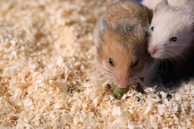Photo of Cute little fluffy hamsters in cage. Space for text
