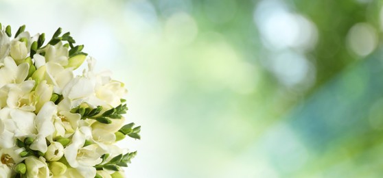 Image of Beautiful white freesia flowers outdoors on sunny day, space for text. Banner design