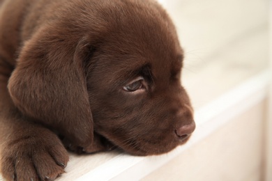 Photo of Chocolate Labrador Retriever puppy, closeup view