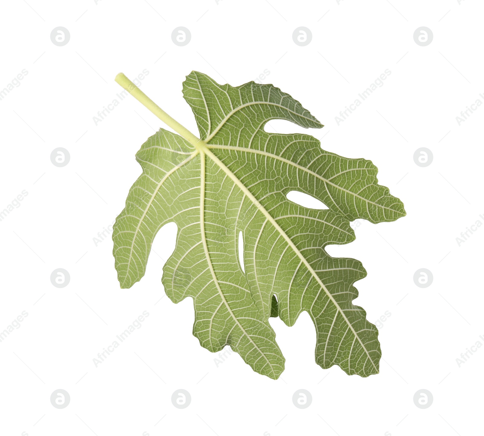 Photo of One green leaf of fig tree isolated on white