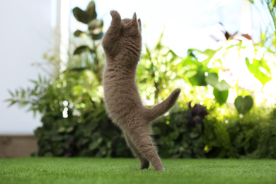 Photo of Scottish straight baby cat jumping on green grass
