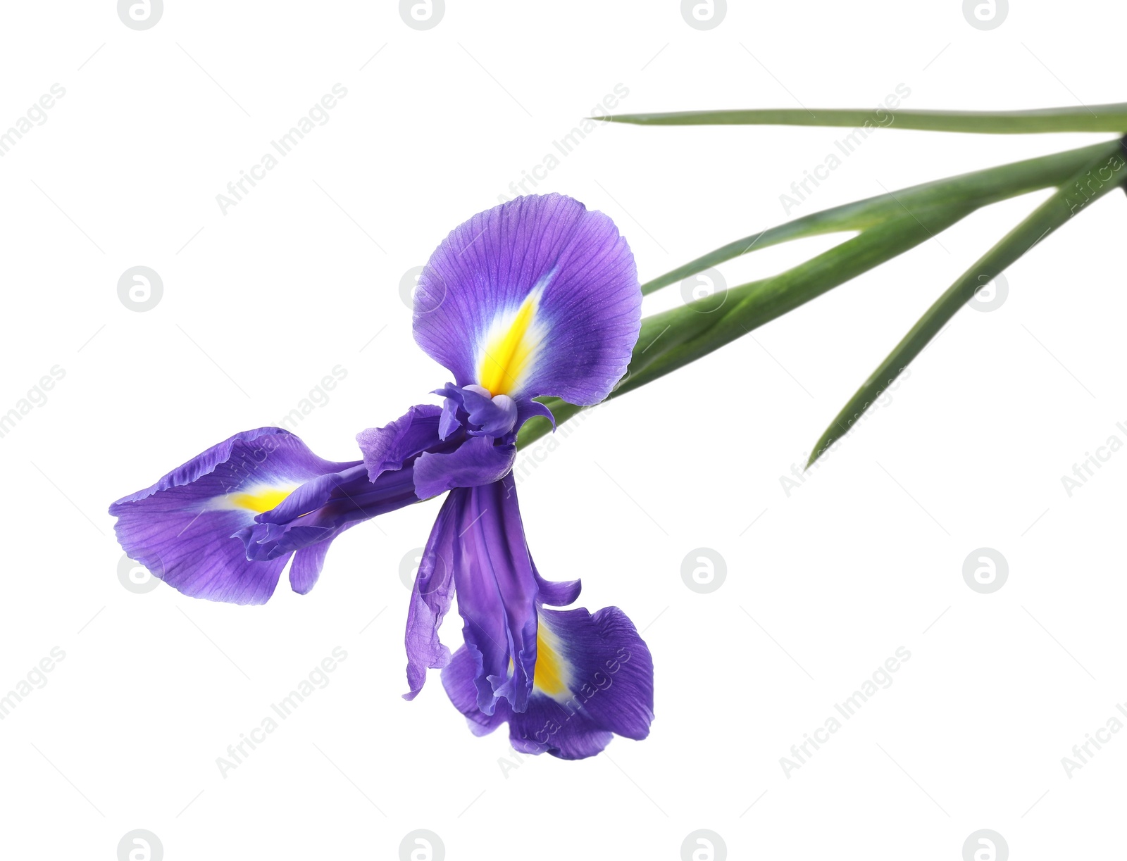 Photo of Beautiful violet iris flower isolated on white