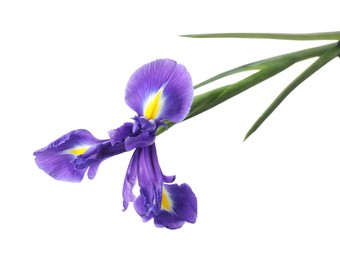 Photo of Beautiful violet iris flower isolated on white