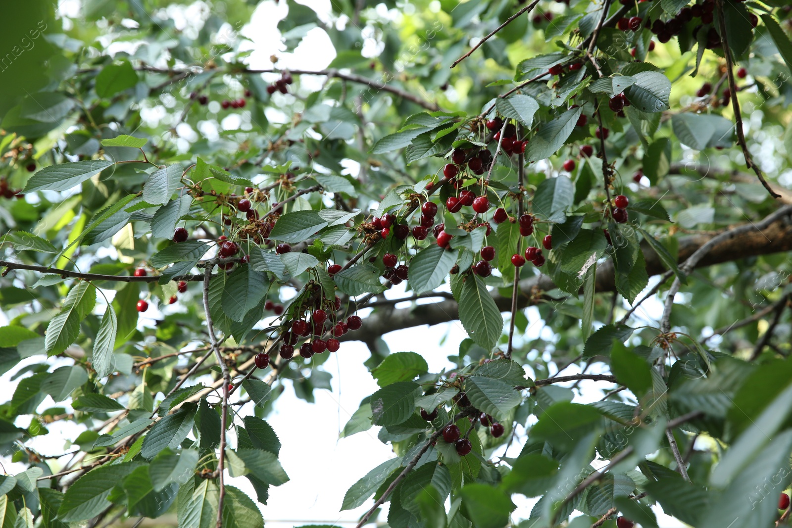 Photo of Cherry tree with green leaves and ripe berries growing outdoors