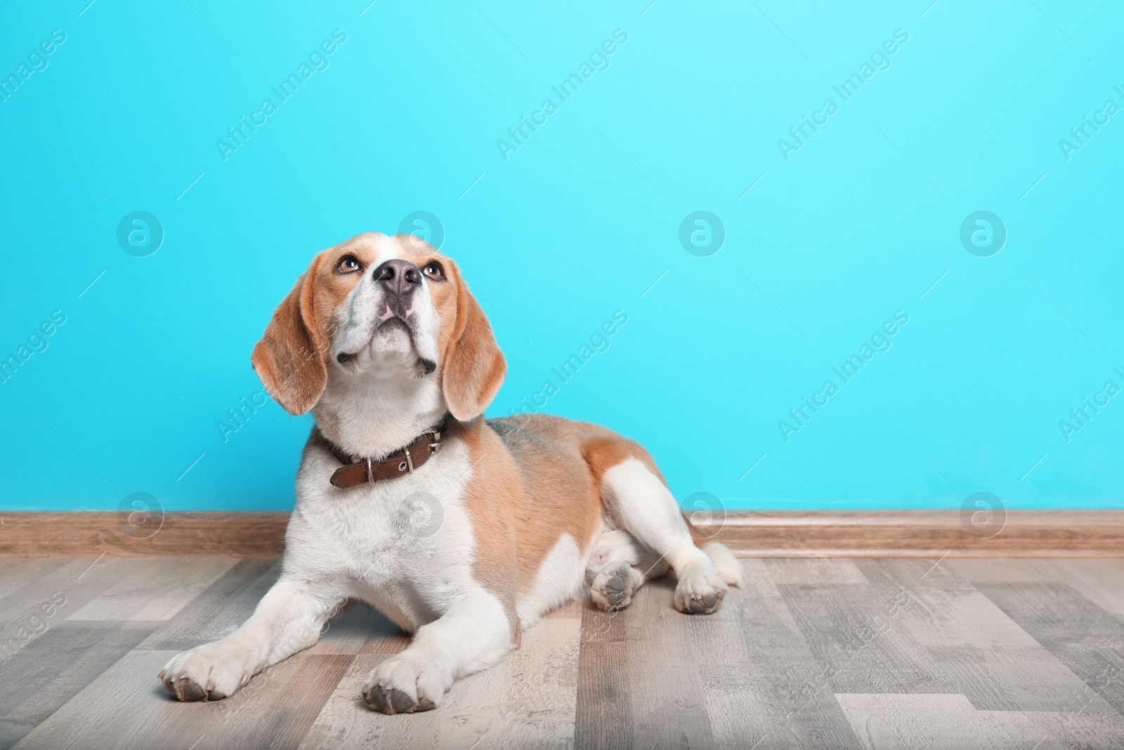 Photo of Cute Beagle dog lying on floor against color wall