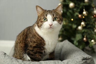 Cute cat on pet bed near Christmas tree at home