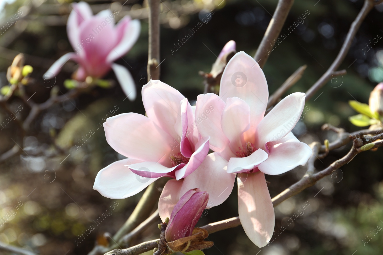 Photo of Closeup view of blossoming magnolia tree outdoors on spring day