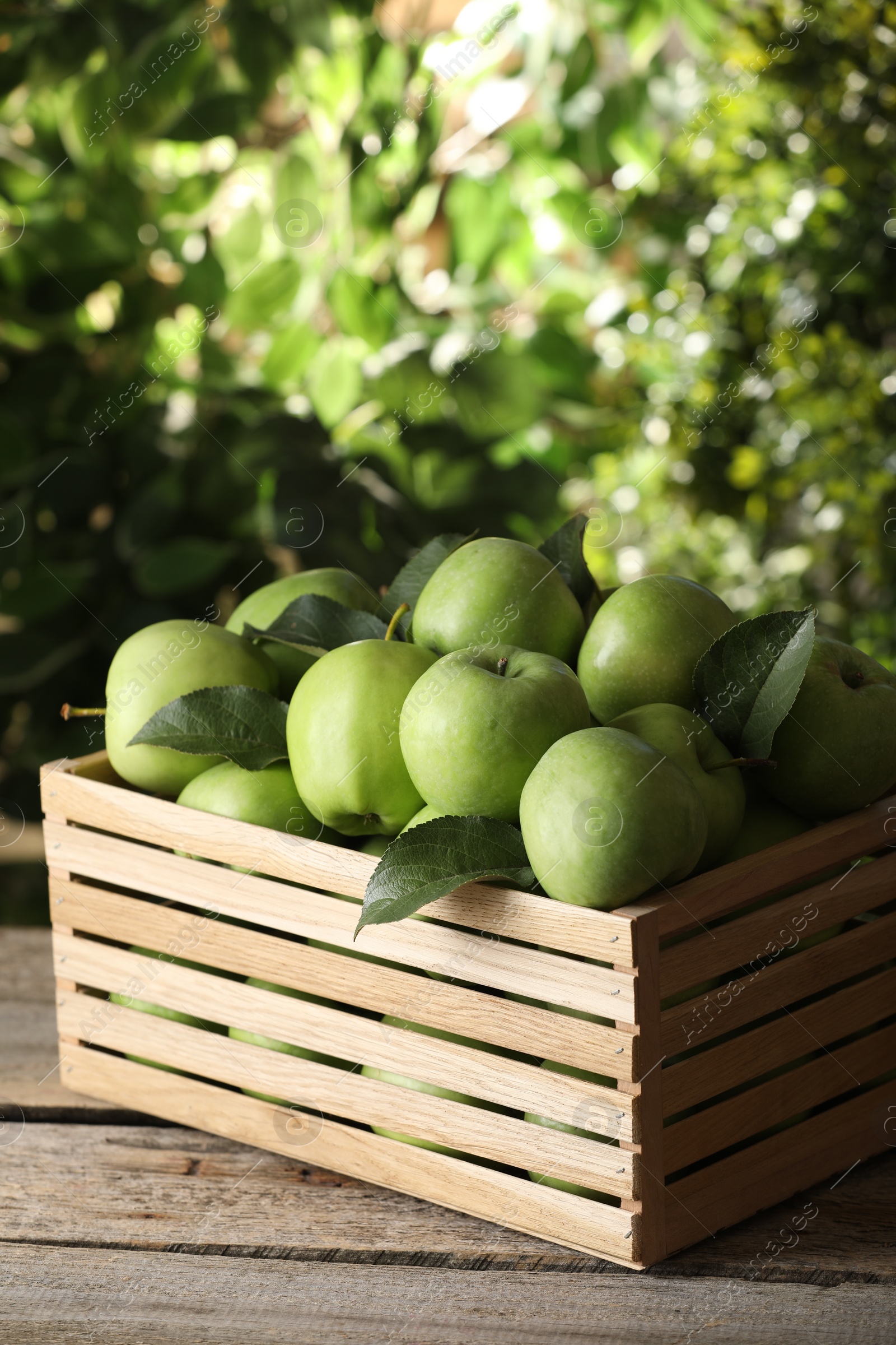 Photo of Crate full of ripe green apples and leaves on wooden table outdoors