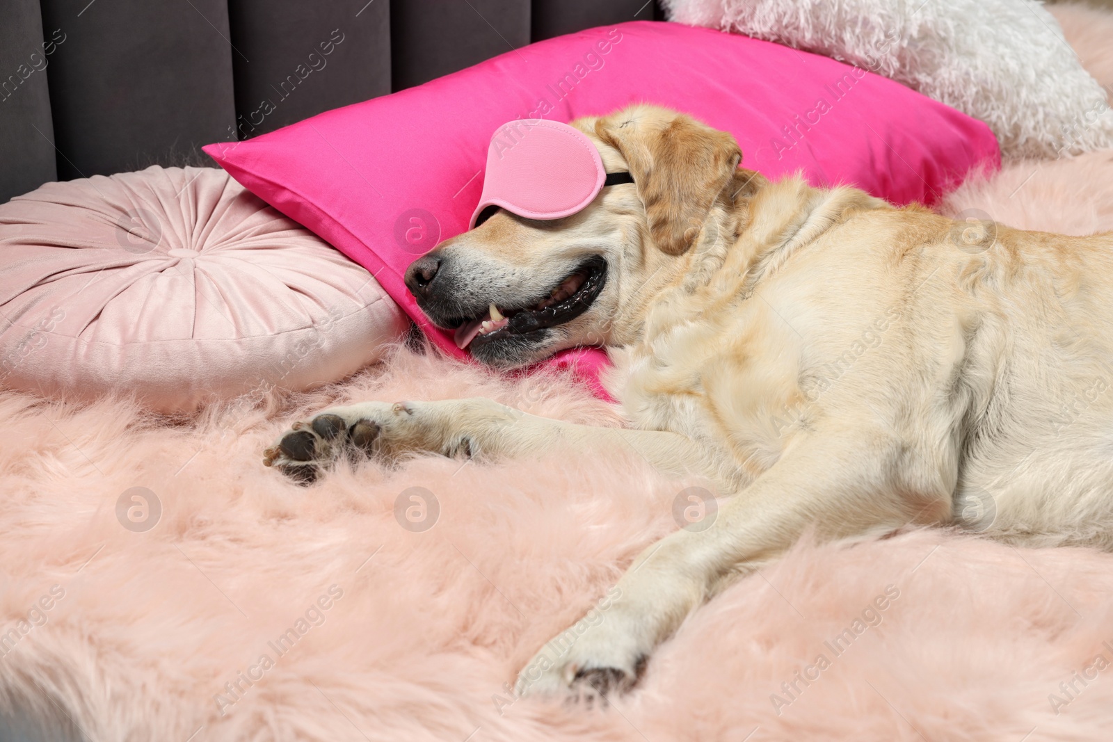 Photo of Cute Labrador Retriever with sleep mask resting on bed