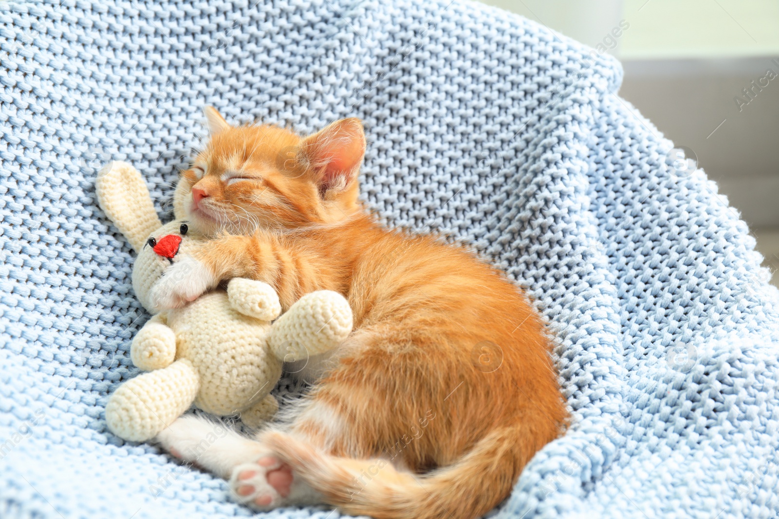 Photo of Sleeping cute little kitten with toy on light blue blanket