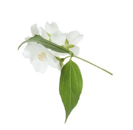 Photo of Branch of jasmine flowers and leaves isolated on white