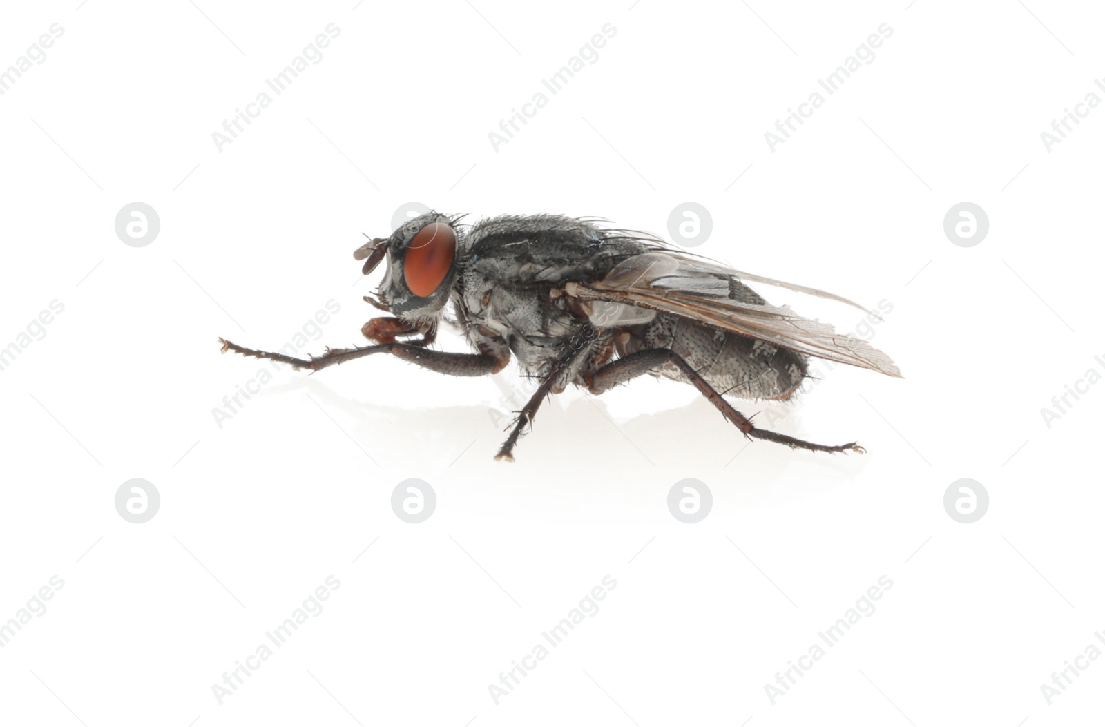 Photo of One common black fly on white background