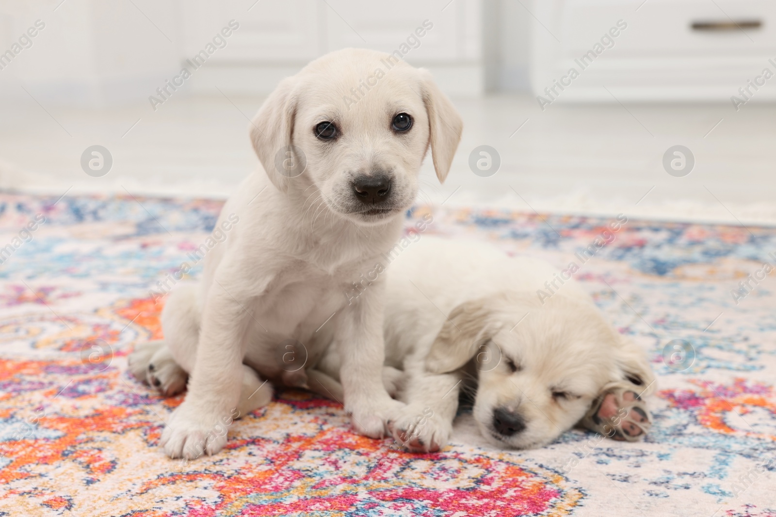 Photo of Cute little puppies on carpet indoors. Adorable pets