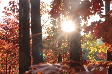 Photo of Picturesque view of forest with trees on sunny day. Autumn season