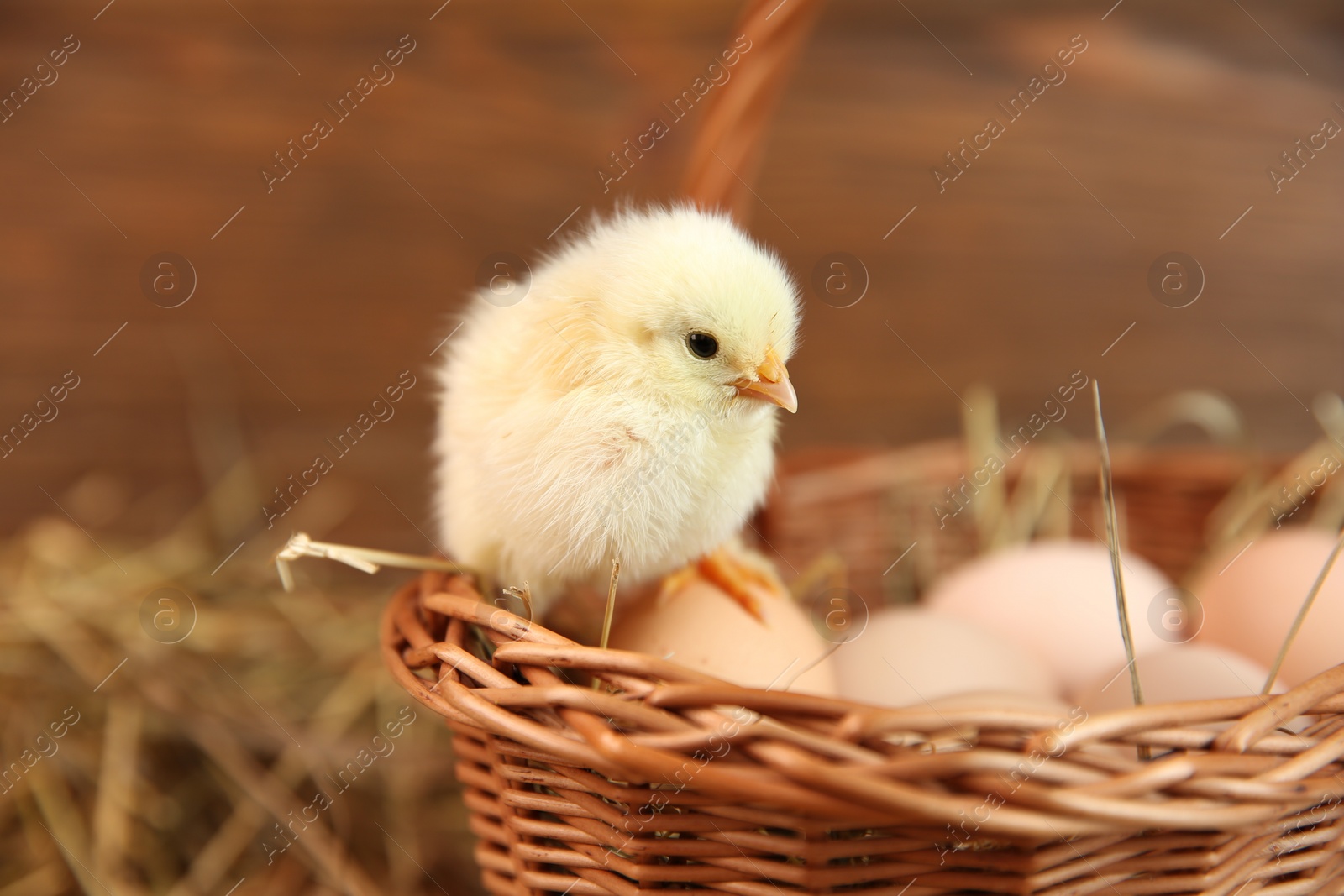 Photo of Cute chick and eggs in wicker basket on blurred background. Baby animal