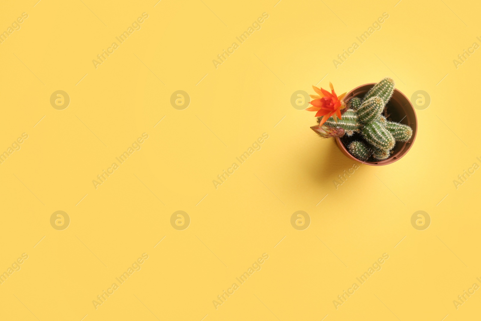 Photo of Cactus (Echinopsis chamaecereus) with beautiful red flower in pot on color background, top view. Space for text