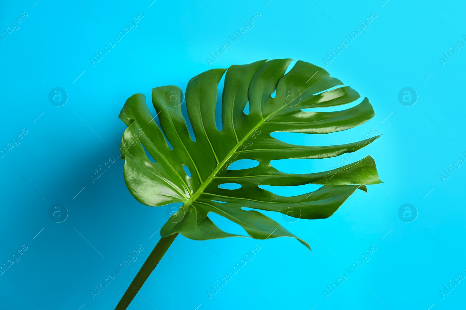 Photo of Beautiful monstera leaf on light blue background. Tropical plant