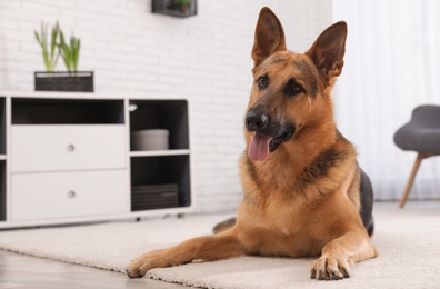 German shepherd on floor in living room