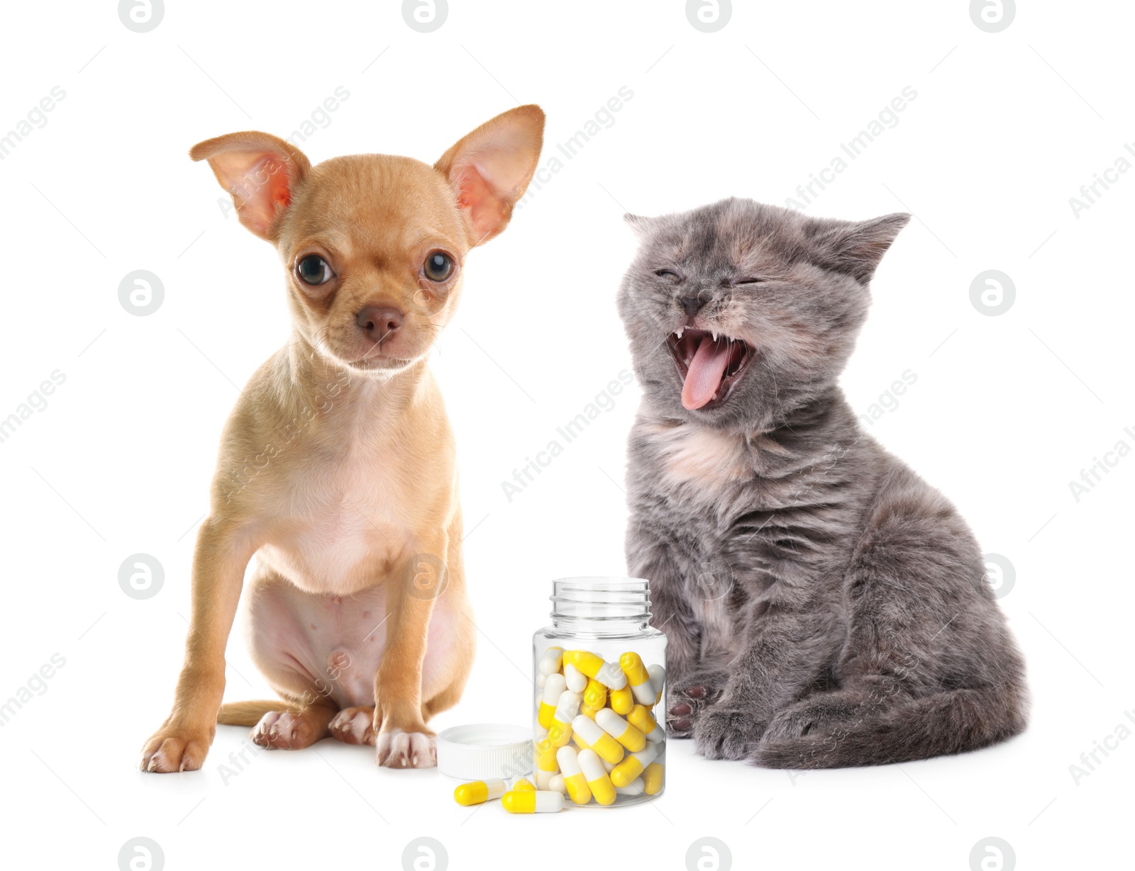 Image of Vitamins for pets. Cute dog with kitten and pills on white background