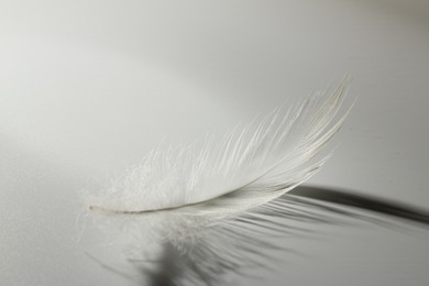 Fluffy white feather on light grey background, closeup