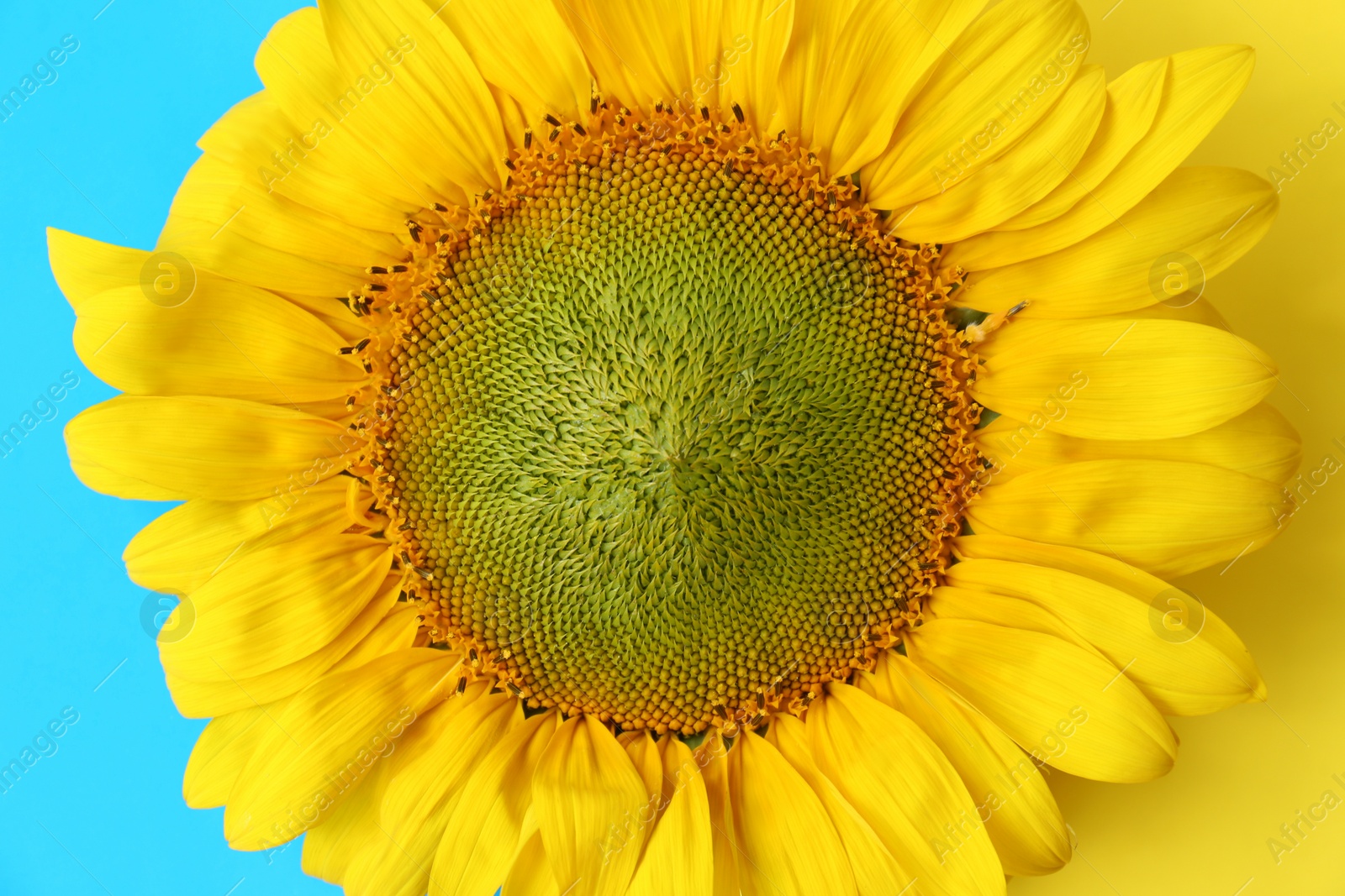 Photo of Beautiful sunflower on Ukrainian national flag, top view