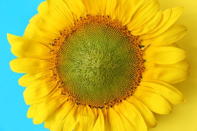 Photo of Beautiful sunflower on Ukrainian national flag, top view
