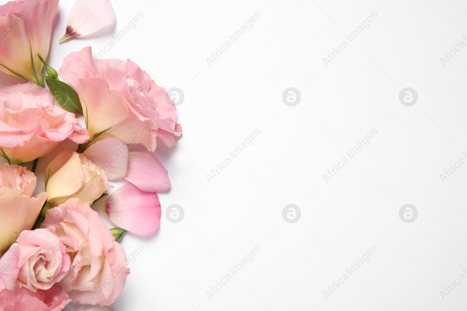 Photo of Beautiful Eustoma flowers on white background, top view. Space for text