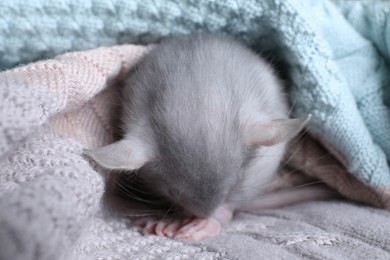 Cute small rat wrapped in knitted plaid, closeup