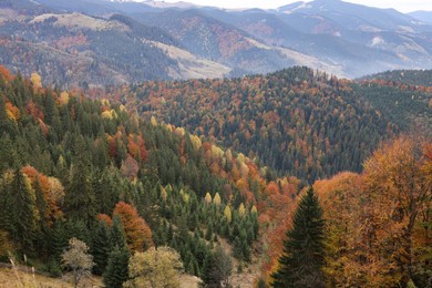 Photo of Picturesque view of beautiful mountain forest in autumn