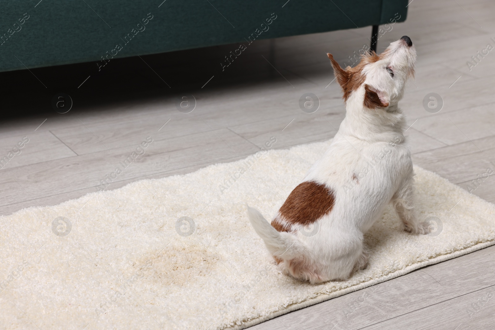 Photo of Cute dog near wet spot on rug indoors. Space for text