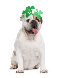 Cute English bulldog with clover headband on white background. St. Patrick's Day