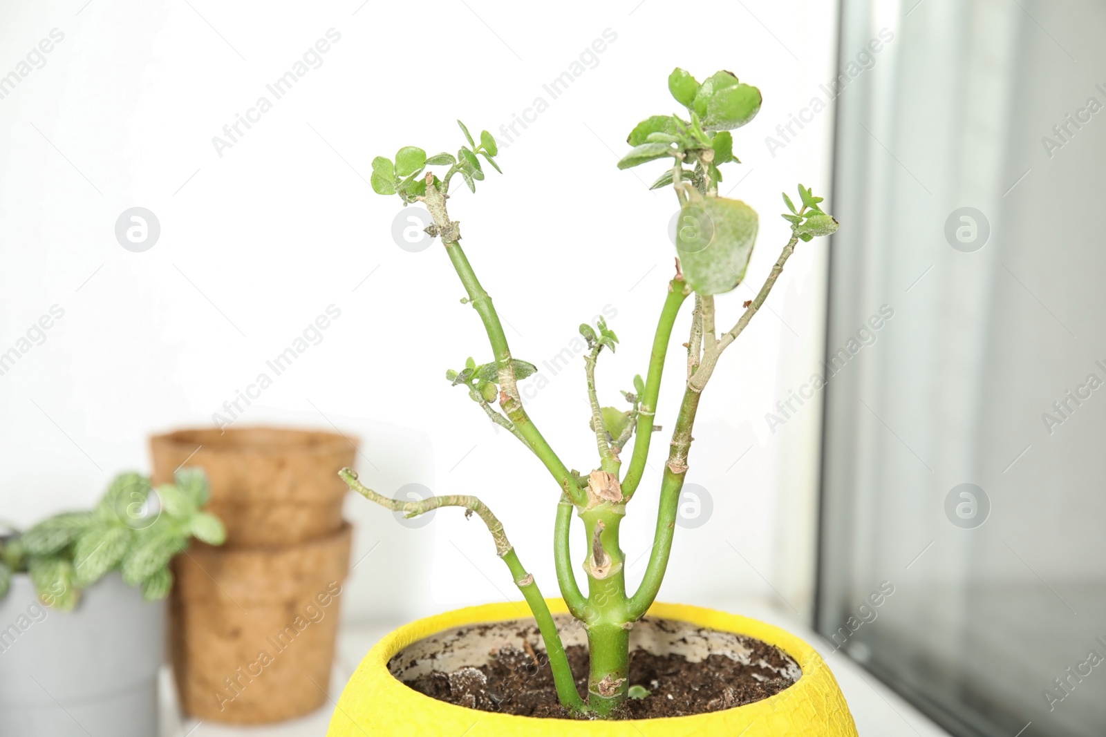 Photo of Pot with sick home plant on blurred background, closeup