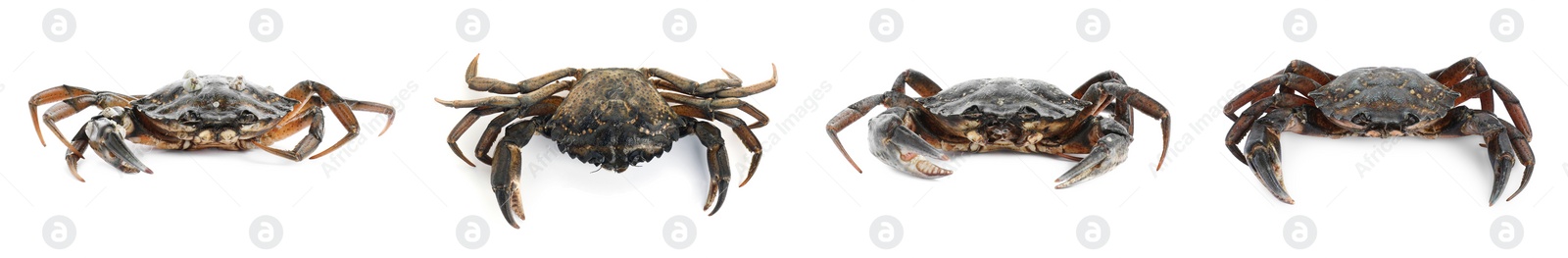 Image of Fresh raw crab isolated on white, set