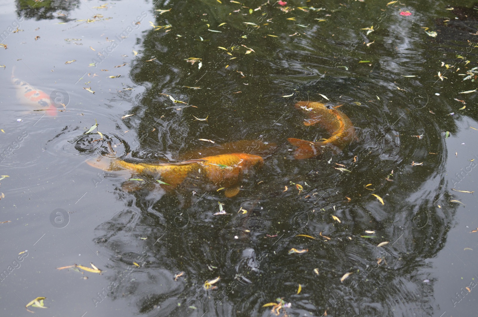 Photo of Beautiful koi carps swimming in pond outdoors