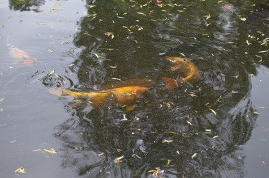 Photo of Beautiful koi carps swimming in pond outdoors