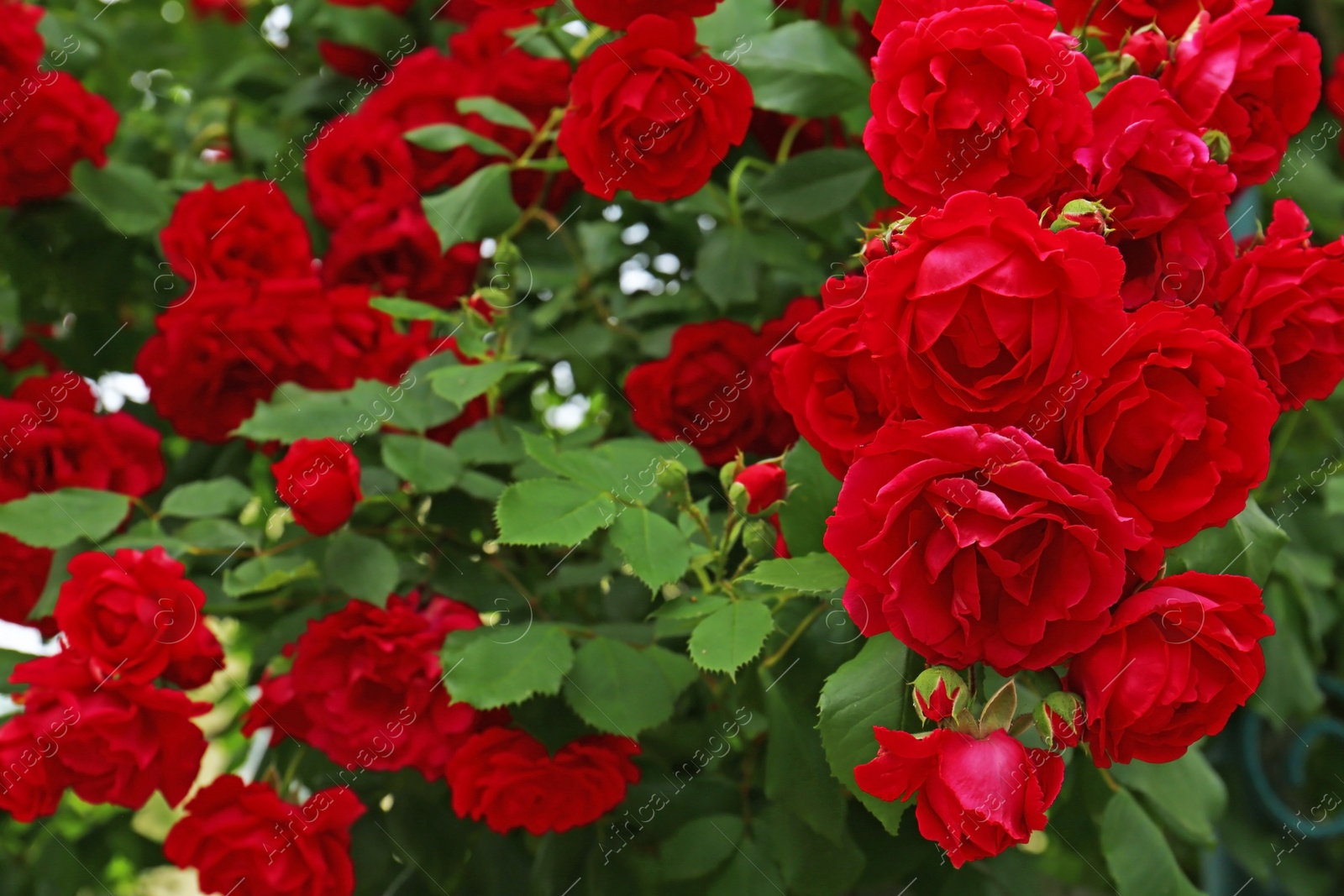 Photo of Beautiful green bush with blooming roses in garden