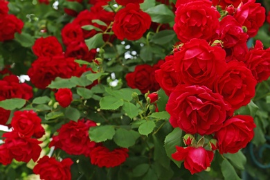 Photo of Beautiful green bush with blooming roses in garden