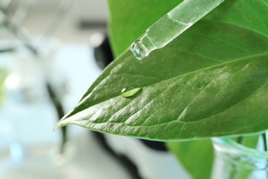 Photo of Clear liquid dropping from pipette on leaf against blurred background, closeup with space for text. Plant chemistry