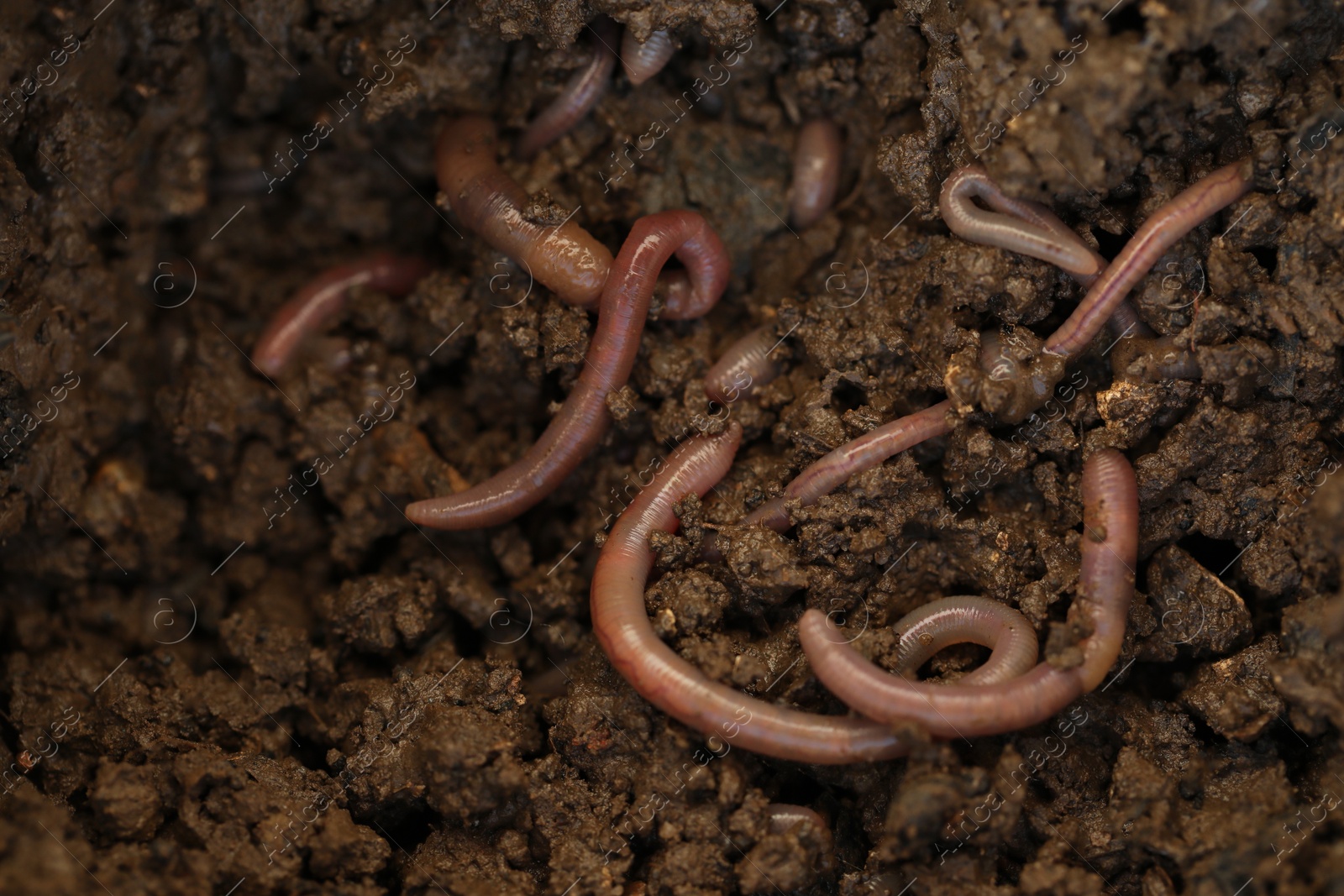 Photo of Many worms crawling in wet soil, closeup