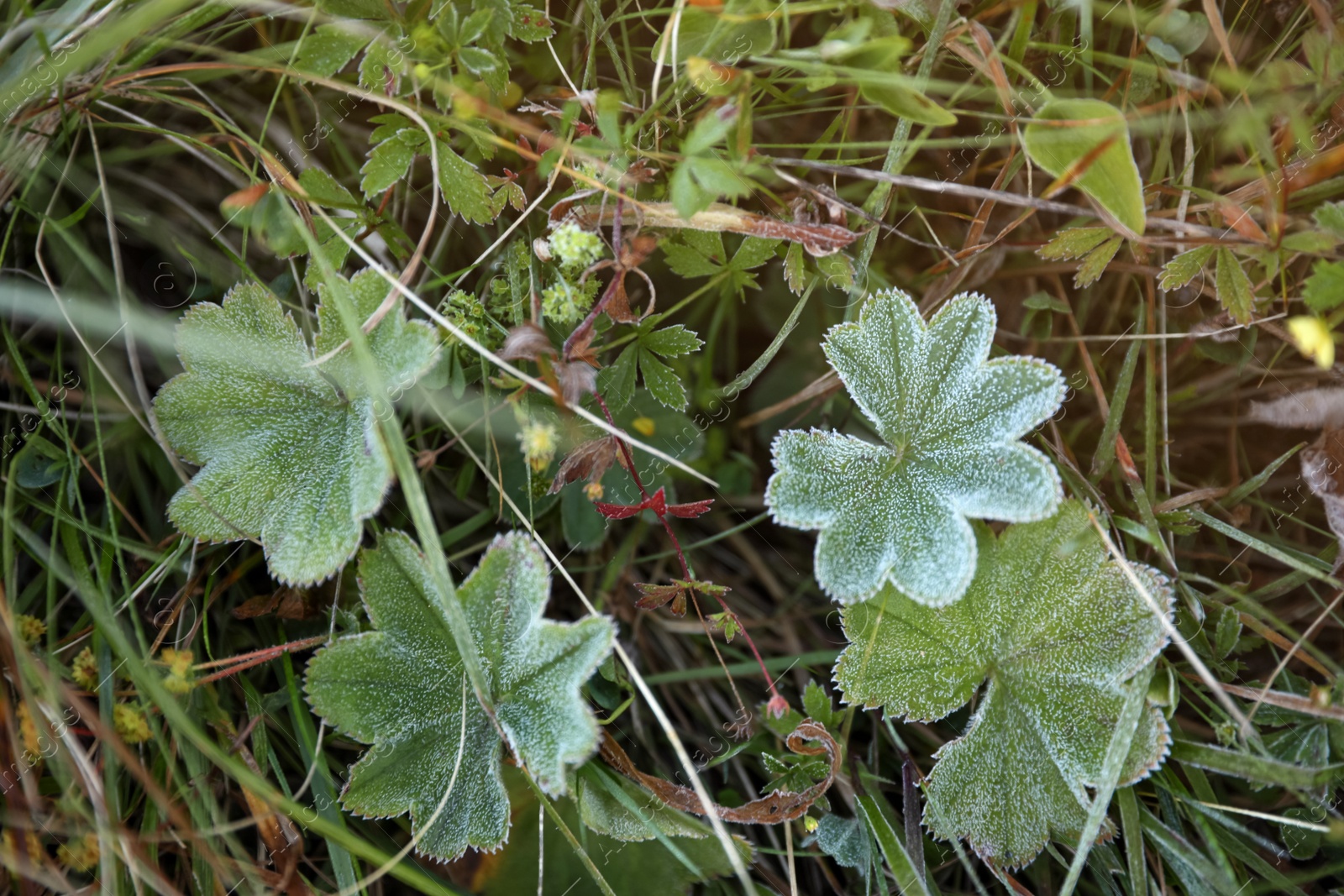 Photo of Green plants covered with hoarfrost in forest, closeup