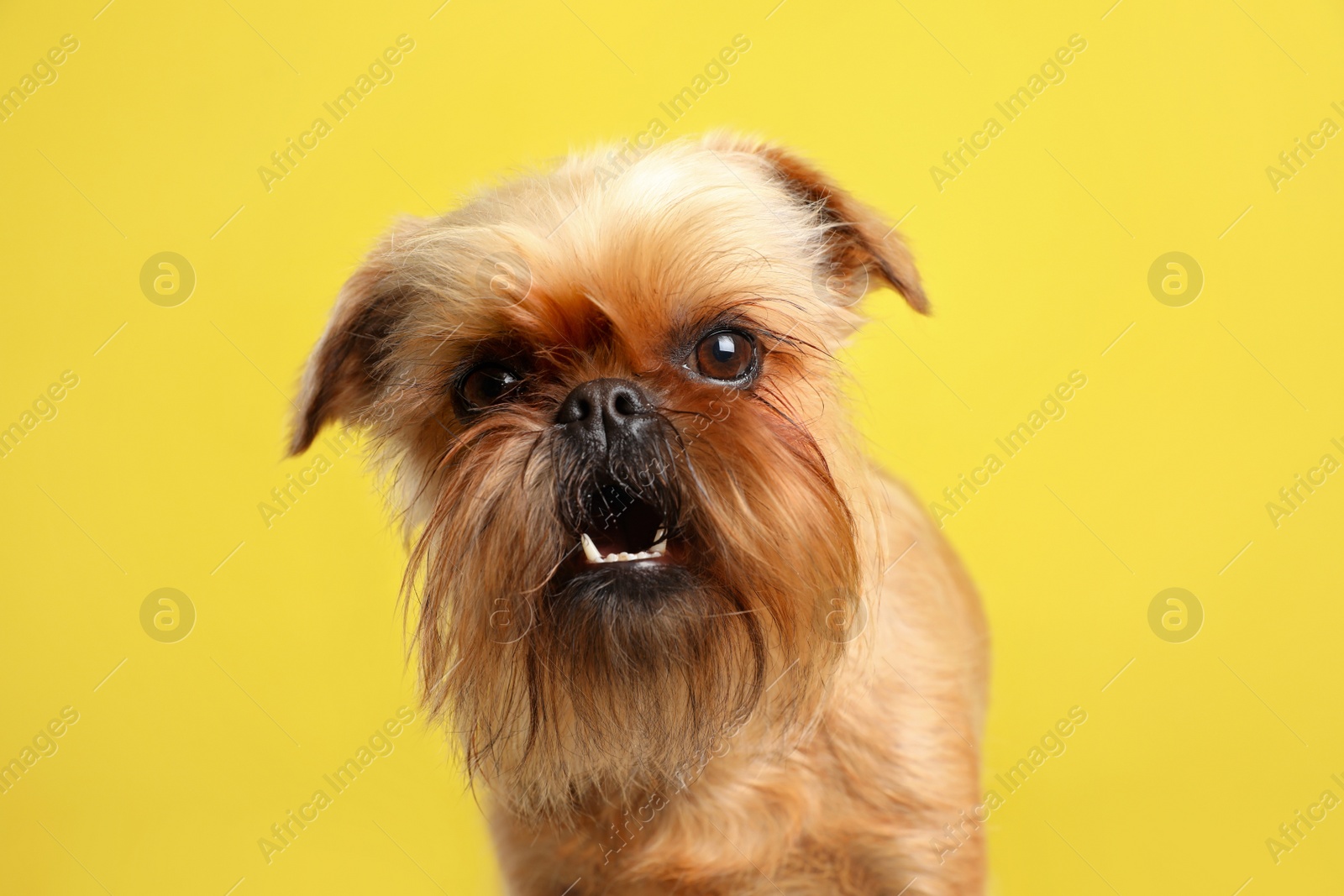 Photo of Studio portrait of funny Brussels Griffon dog looking into camera on color background