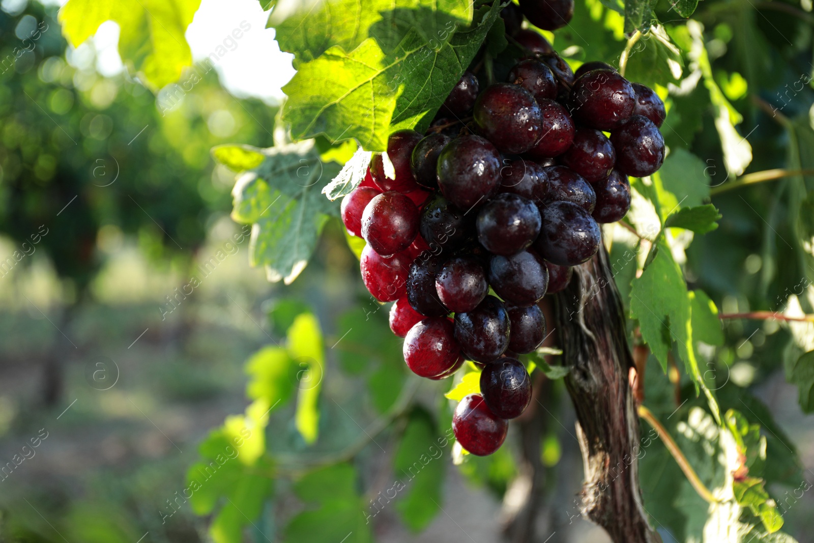 Photo of Fresh ripe juicy grapes growing on branch outdoors, closeup